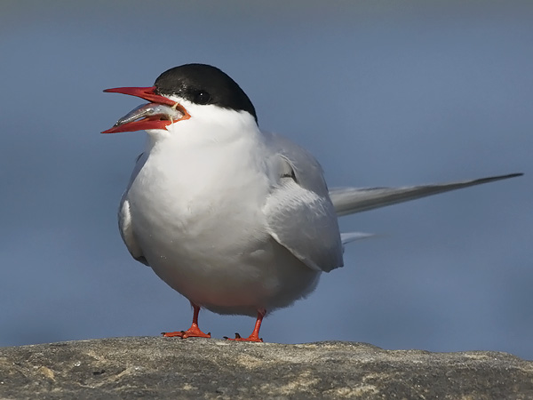 Lapintiira, Arctic Tern, Sterna paradisaea